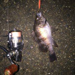 ライトゲーム釣行